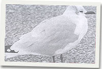 Yr Wylan Chwerthinog