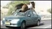 Cavalo passa por cima de carro