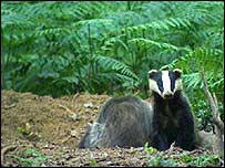 Badgers at their setts