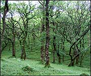 Woods on the Lorna Doone walk