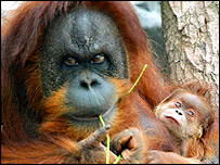 ओरंग-उटान