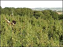 Worker in hemp field