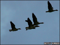 پرندگان مهاجر