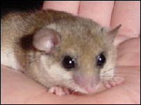 Dormouse