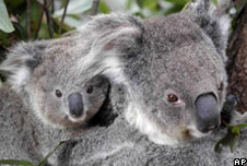 Koalas