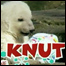 O ursinho Knut