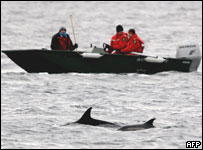 Golfinhos presos em NY