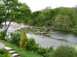 Bluebells in West Wood