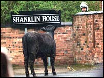 面对狂奔的公牛，曼城巡警翻身躲避墙后、大喝一声“bullocks!”