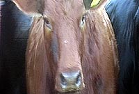 Chris Thomas: Wanted! The Jamie Oliver of farming