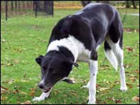 Dog Holly about to play