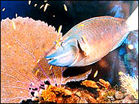  مچھلیاں مونگے کی چٹانوں پر پلتی ہیں