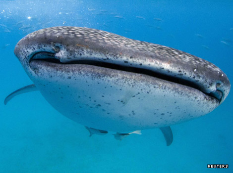A whale shark