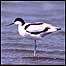 Avocet (Image: David Mower)
