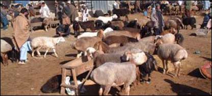 په ښار کې د څارويو منډه يي