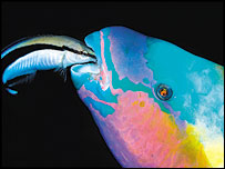 Colourful Business © Noam Kortler (Wildlife Photographer of the Year competition 2009)