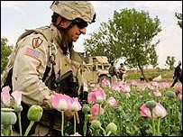 अफ़ीम की खेत में सैनिक