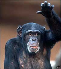 چمپانزی