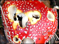 Fly Agaric mushroom at Oakwell Hall, Birstall