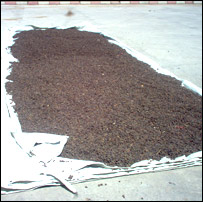 دانګورو وچول