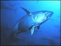 Екологи вважають, що популяція тунця в світі під загрозою