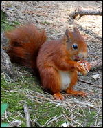 A red squirrel