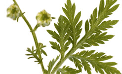 Artemisia annua