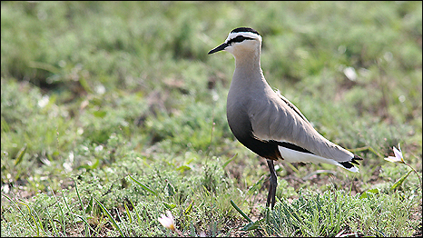 The Sociable Lapwing. Photo: Maxim Koshkin