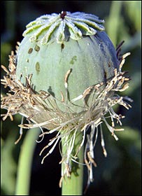 پوست کا پودا