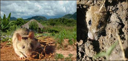 موش در مزارع زراعتی