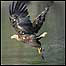 Sea Eagle (Image c/o RSPB)