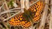 Pearl bordered fritillary by Peter Eeles