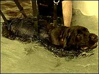 Hydrotherapy dog