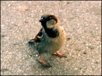 A metade que comeu comida pobre em vitaminas e proteínas morreu mais cedo