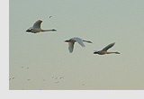 whooper swans in Norfolk