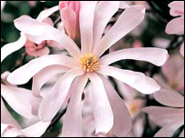 Magnolia x Loebneri 'Leonard Messel'