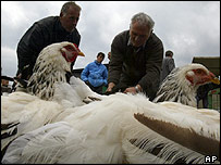 Aves em mercado de Kosovo
