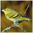 Siskin photo courtesy of Forestry Commission
