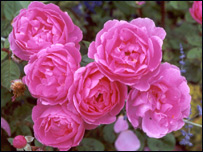 د ګلابو کښت 