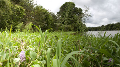 A Mamiraua forest scene