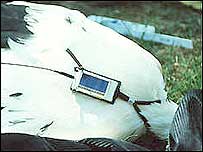 لک لک جاسوس در بوروندی