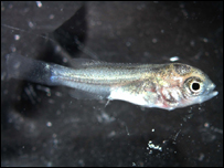 Peixe que irá ao espaço