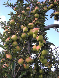 شاخه بری درخت سيب