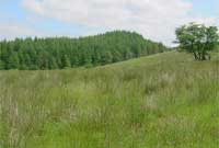 Lleoliad Bedd Gronw?