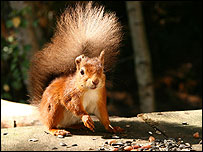 Red squirrel on Brownsea