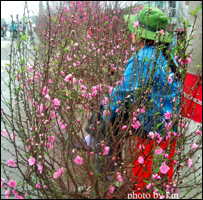 Ảnh hoa đào trên blog của Hakin