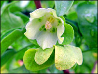 Mellisia Begonifilia