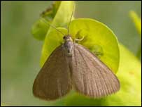 Drab Looper moth
