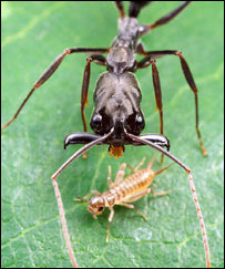 Formiga Odontomachus bauri / PNAS