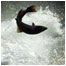 Freshwater Index (Image: Salmon leaping)